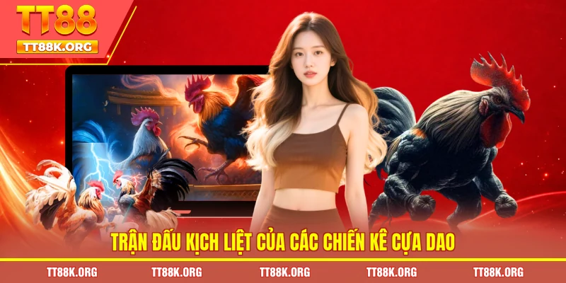 Trận đấu kịch liệt của các chiến kê cựa dao 